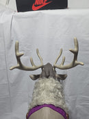 Frozen 2 Ride-On Sven Reindeer Toy with Sound Effects and Carrot Accessory Magic Cars 12