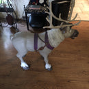 Frozen 2 Sven Ride-On Reindeer Toy with Sound Effects for Kids Magic Cars 14