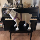 Frozen 2 Sven Ride-On Reindeer Toy with Sound Effects for Kids Magic Cars 9