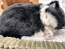 Realistic Breathing Plush Black & White Tuxedo Kitty Cat - 9" Sleeping Pet Magic Cars 6
