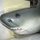 Singing Great White Shark with Dance Motion