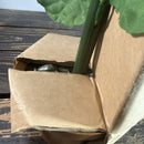 Gemmy Animated SUNNY Sunglasses-Wearing Singing Sunflower with Hidden Nature