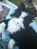 Companion Pet for Seniors - Lifelike Animatronic Cat - Realistic Soft-Touch Joy