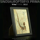 Sinosauropteryx Prima Fossil Decorative Art for Office and Home