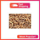 Live Animal Specialties: Superworms, Kingworms, and Zophobas Morio Bundle
