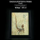 Sinosauropteryx Prima Fossil Decorative Art for Office and Home